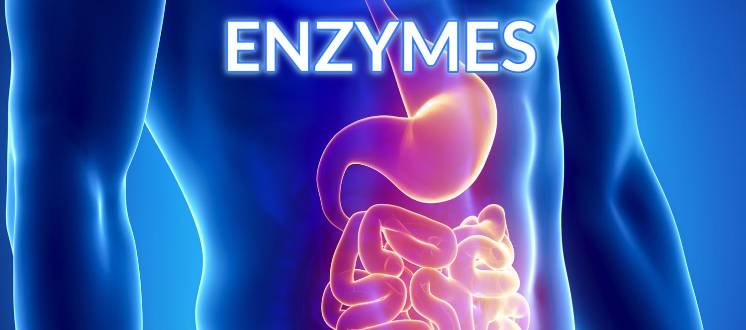 Enzymes and digestive system.