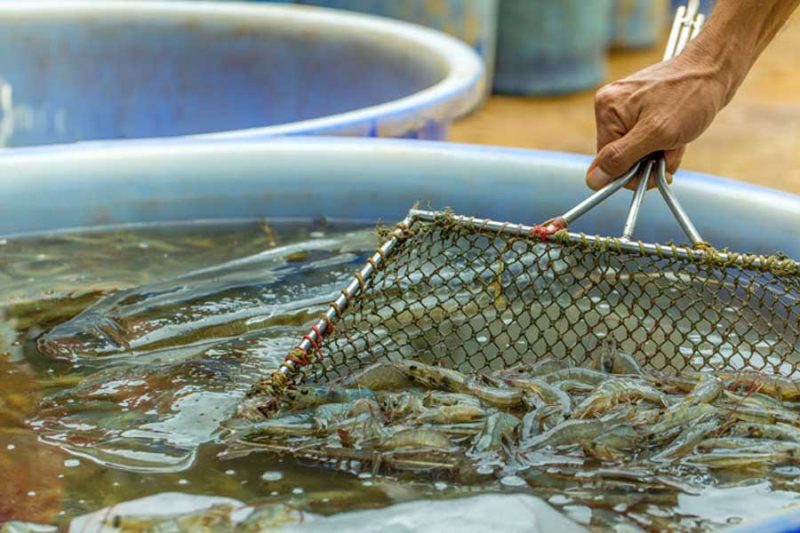 Farmed seafood doesn't have as many nutrients.