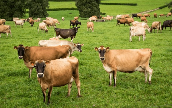 A fine dairy herd can provide the best sources of healthy fats. A fine dairy herd can provide the best sources of healthy fats.