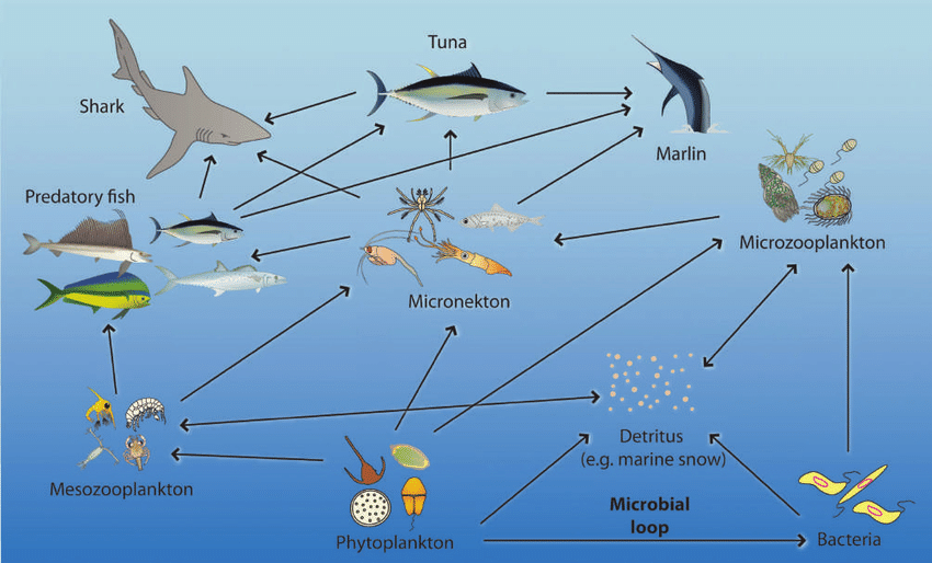 Food web of fish.