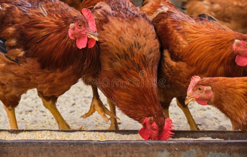 Chickens that are outdoors and eating organic feed. Chickens that are outdoors and eating organic feed.