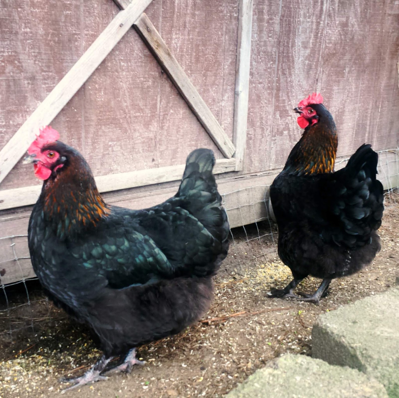 French Black Copper Marans. French Black Copper Marans.