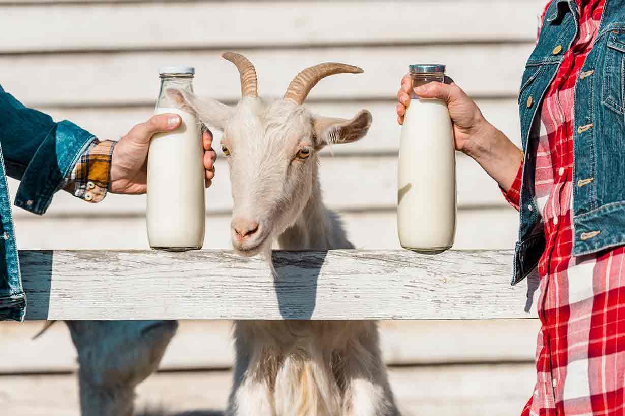Fresh goat milk in bottles.