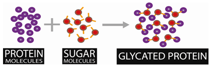 Too much sugar produces glycation of proteins. Too much sugar produces glycation of proteins.
