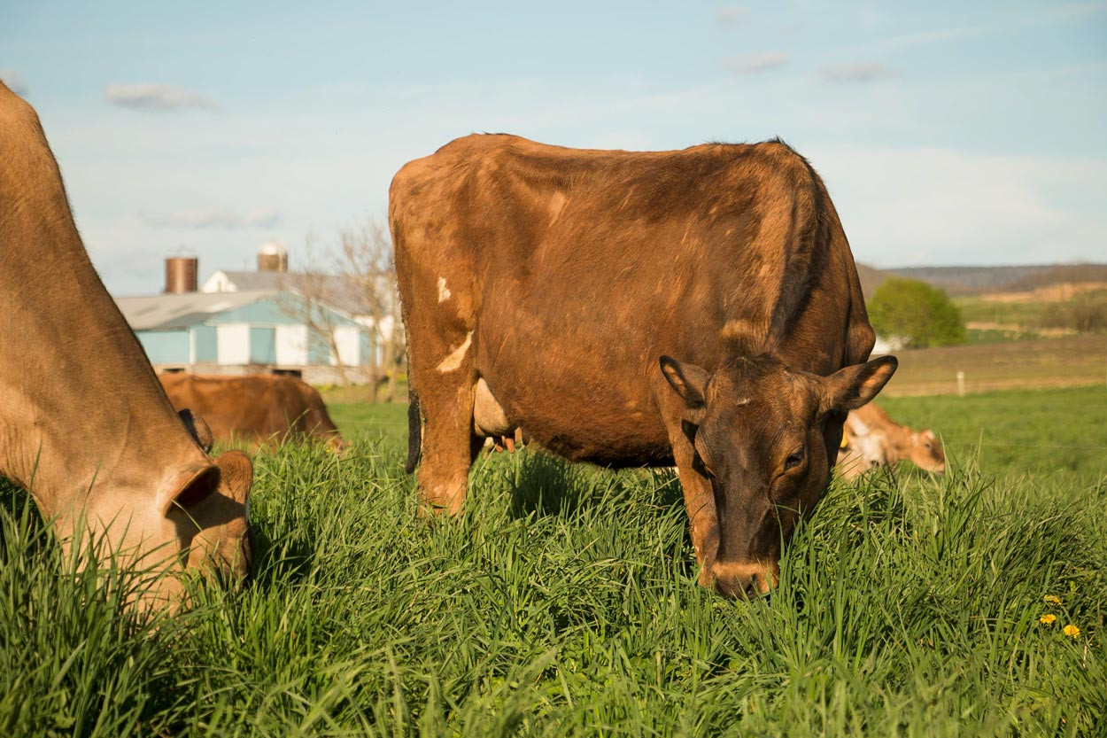 Healthy cows graze on green pastures and produce nutrient dense butter.