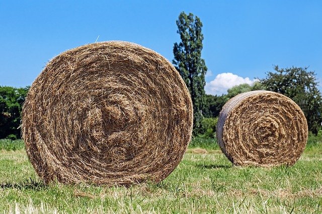 Hay is used to feed animals like cows, horses, and sheep.