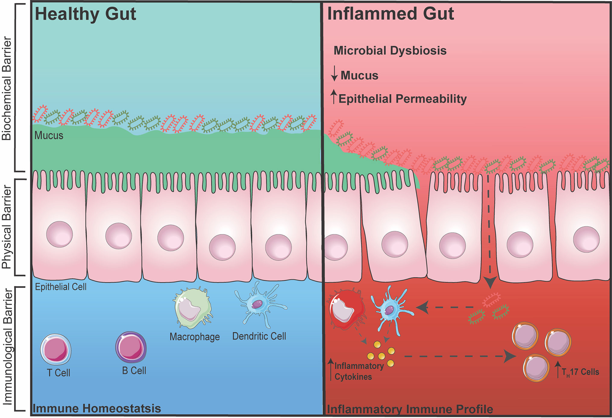 Low levels of butyrate can lead to an inflammed gut. Low levels of butyrate can lead to an inflammed gut.
