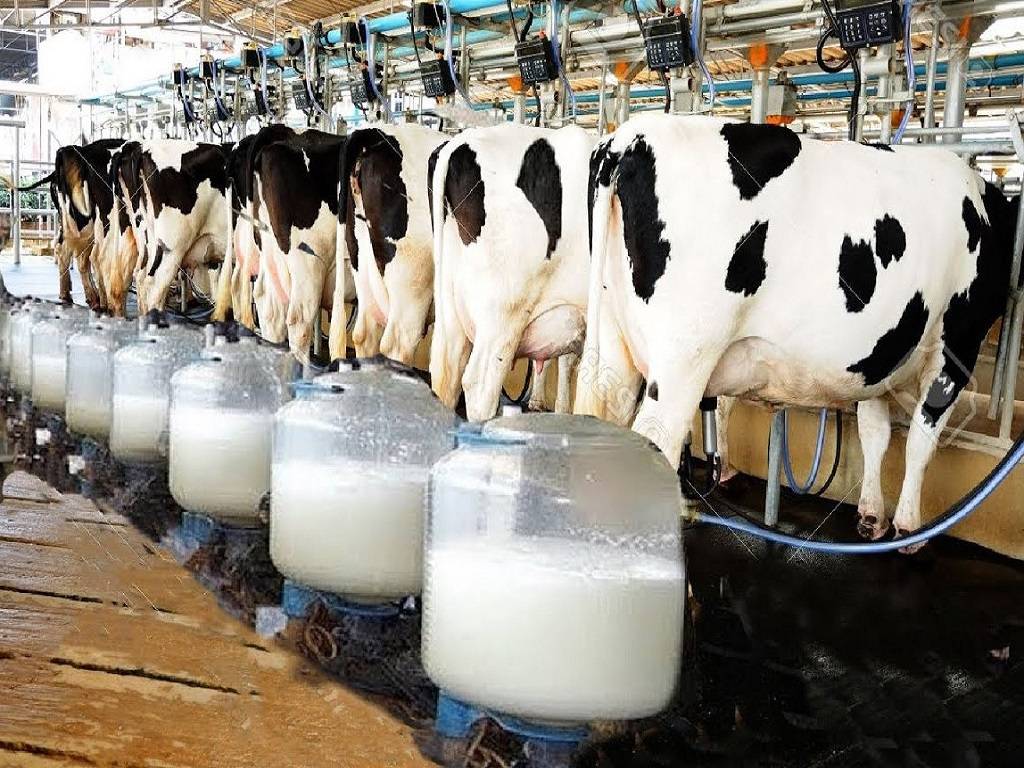Holstein cows being milked.