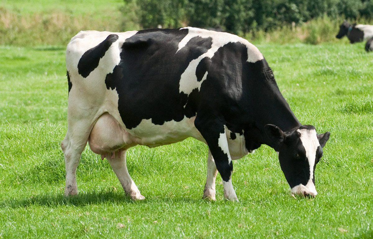 Holstein friesian cow.