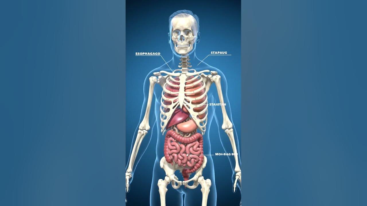 Human skeletal system.