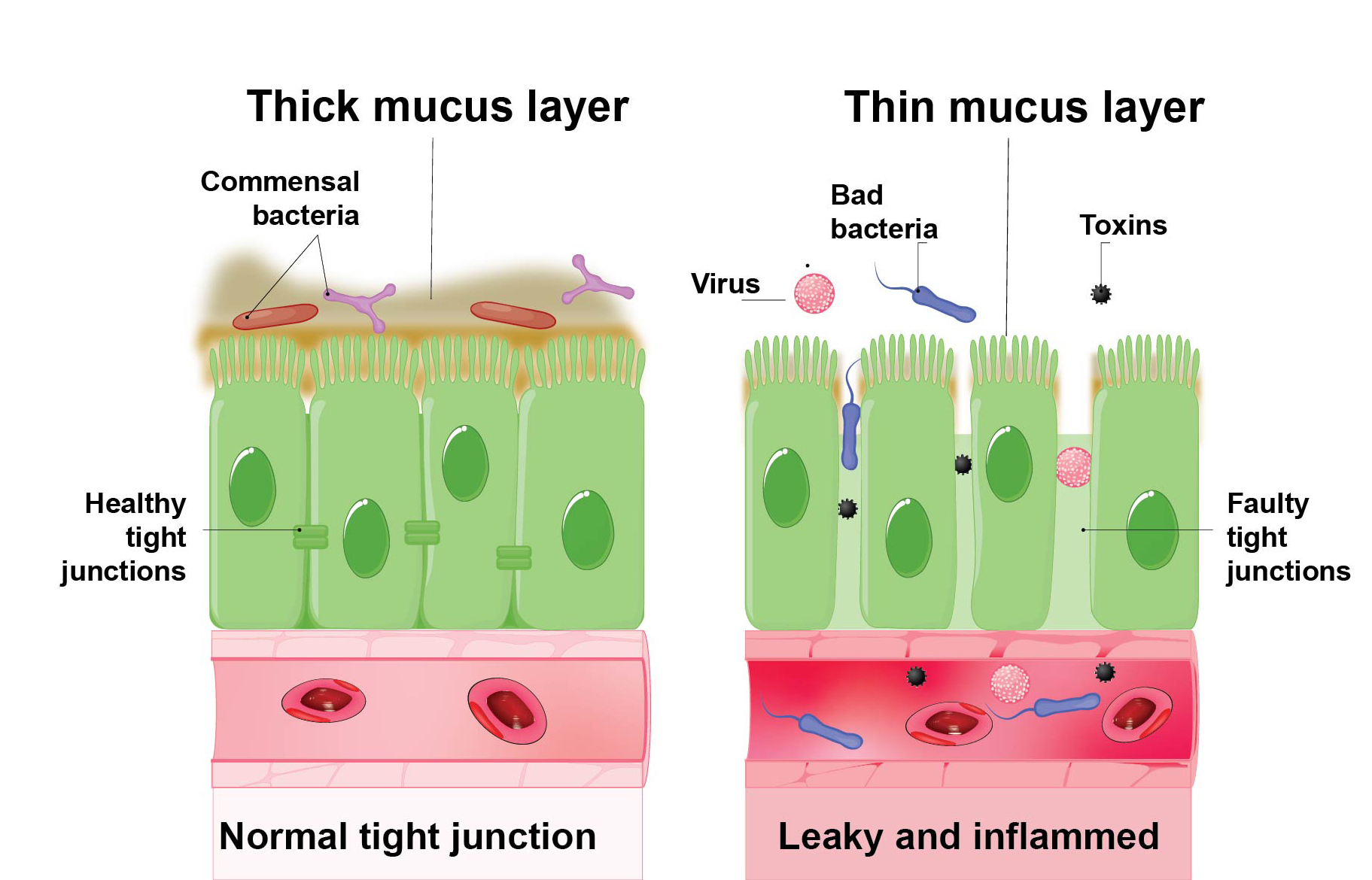 Akkermansia lives in the mucin that is the main component of the mucus layer. Akkermansia lives in the mucin that is the main component of the mucus layer.