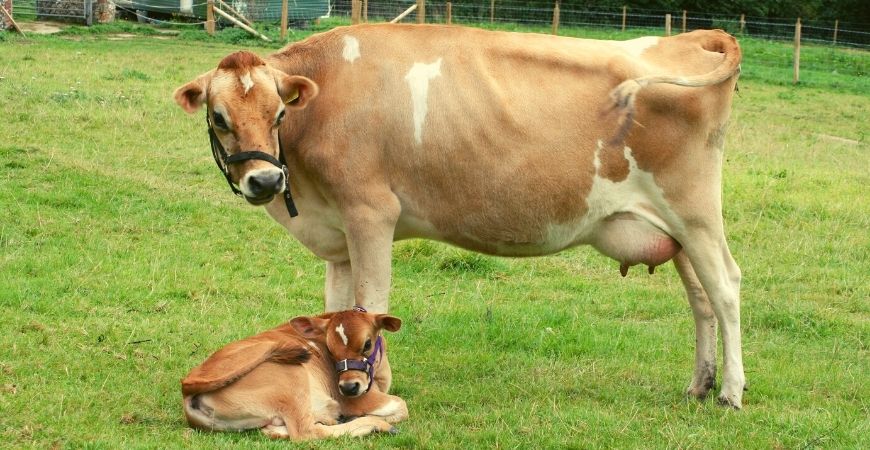 A Jersey cow and her baby calf.