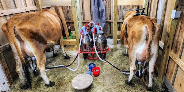 Jersey cows being milked.