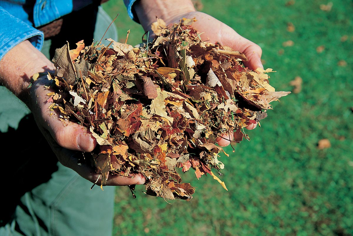 Leaves for brown material.
