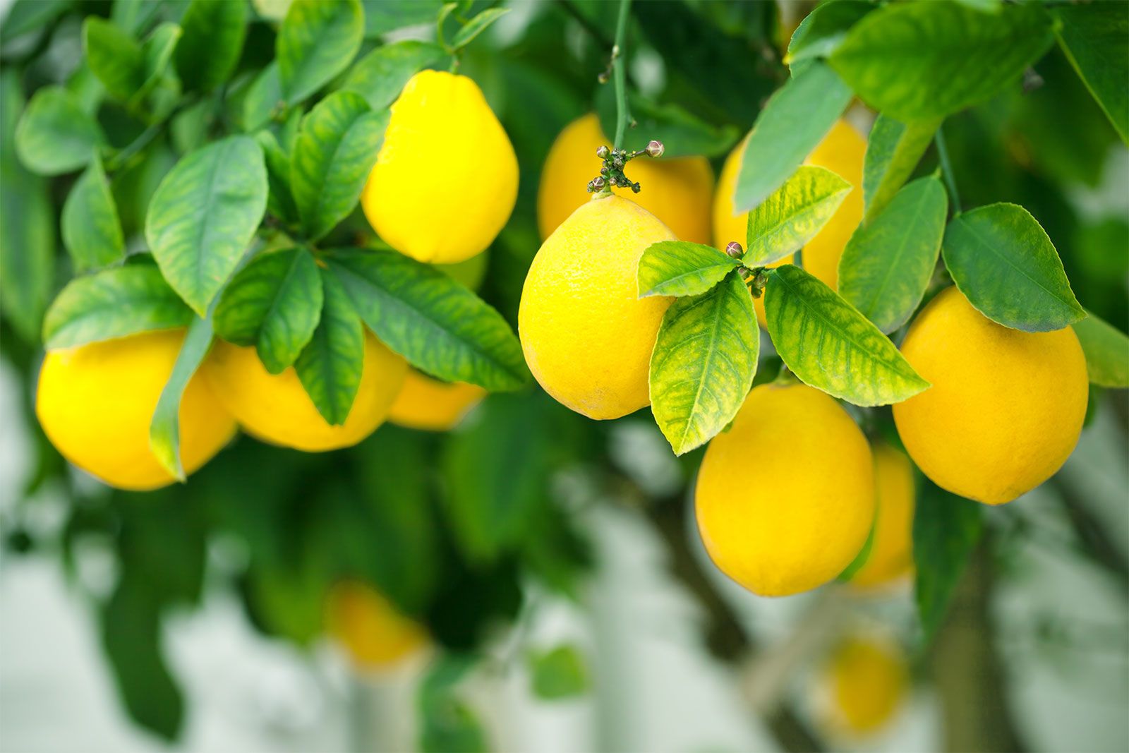 Get vitamin C from fresh lemons.
