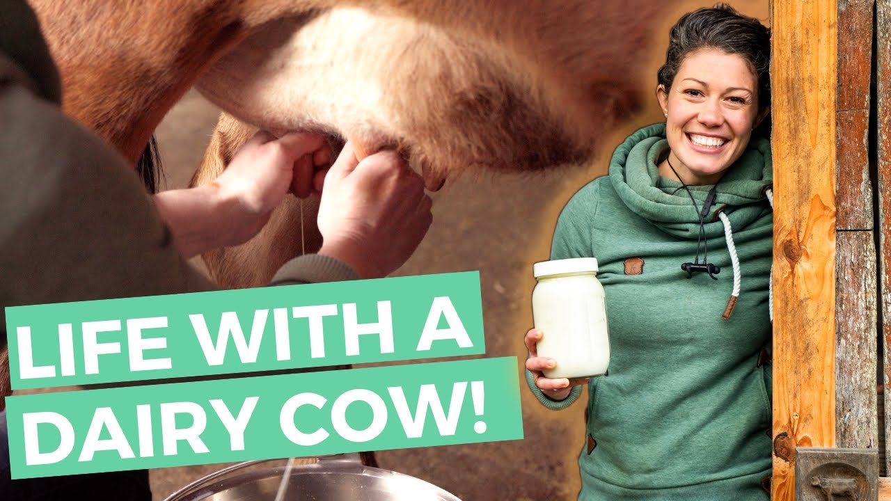 Life with a dairy cow is good!