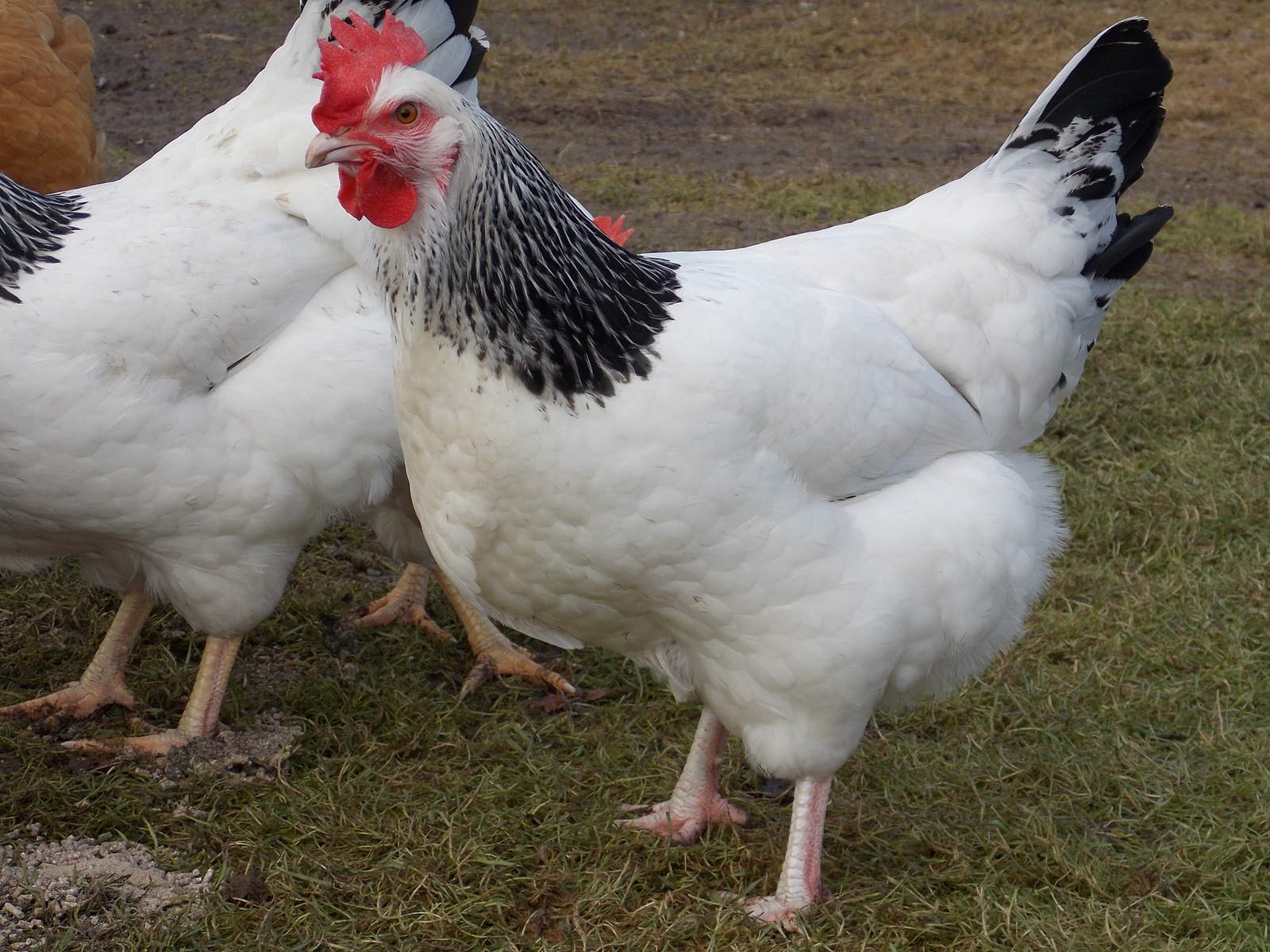 Light Sussex chicken breed. Light Sussex chicken breed.