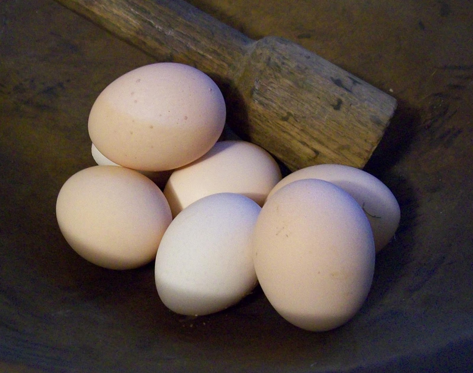 Light Sussex chicken eggs. Light Sussex chicken eggs.