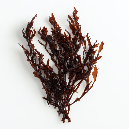 Limu is a type of seaweed eaten in Polynesia.