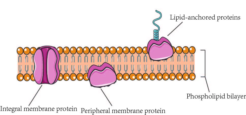 lipid anchored proteins. lipid anchored proteins.