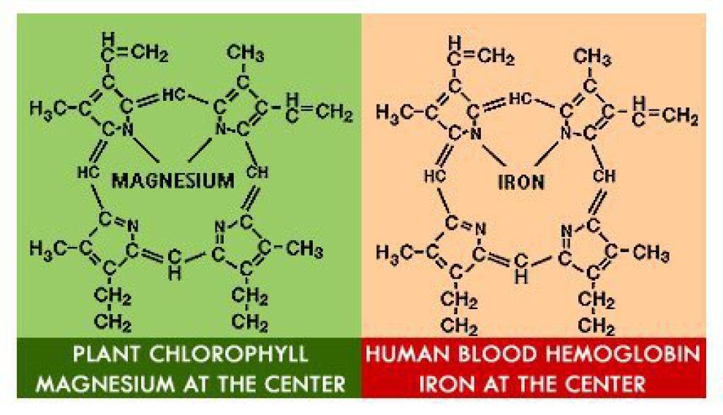 Chelates of magnesium and iron.