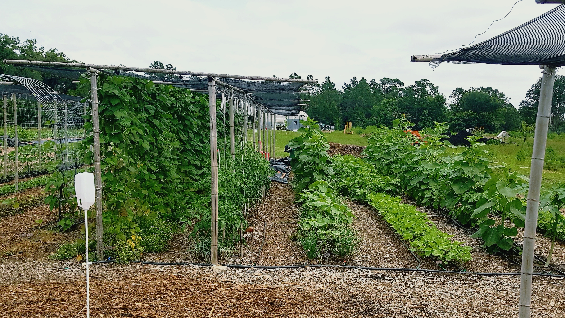 Our no-till market garden 2023.