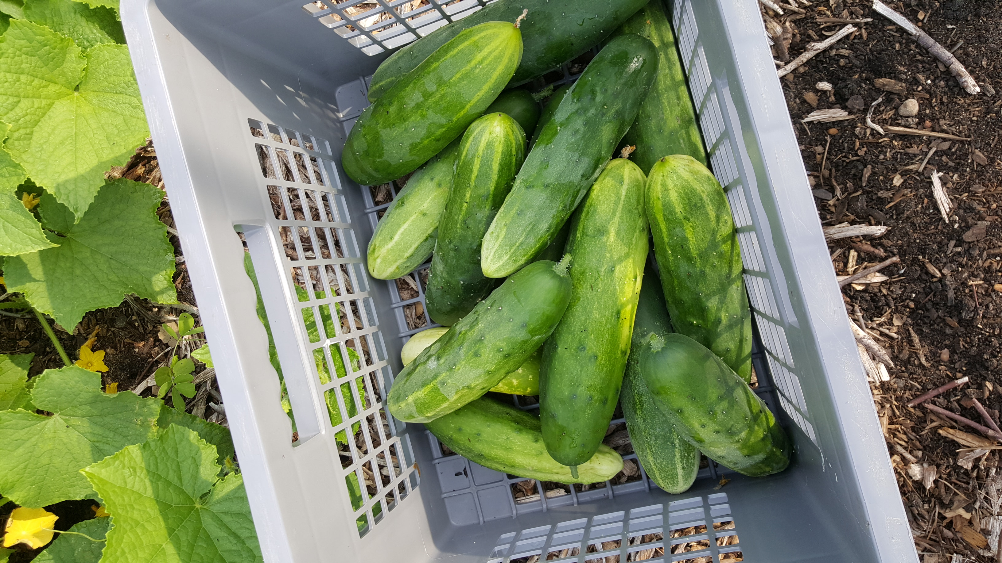 Cucumbers are lower in oxalates.
