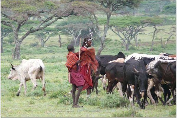 Masai tribe with their cattle.