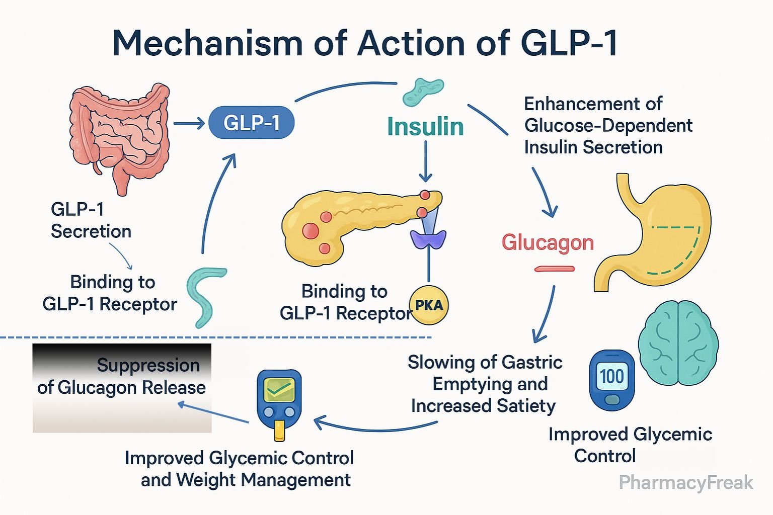 GLP-1 helps to manage your glucose levels. GLP-1 helps to manage your glucose levels.