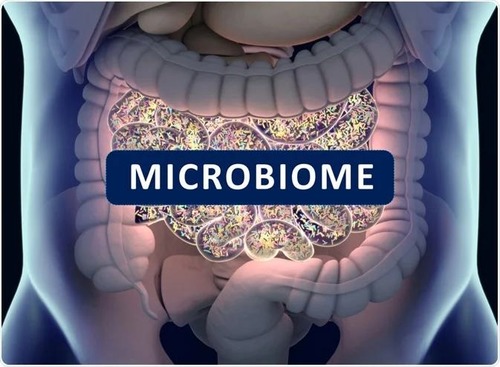 Gut microbiome.