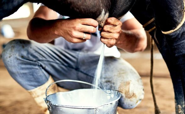 Milking a cow to get fresh raw milk that has whole vitamin complexes.
