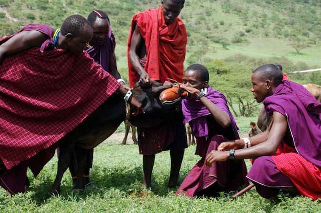 The Masai tribe are very healthy and they don't eat hardly any fiber. The Masai tribe are very healthy and they don't eat hardly any fiber.