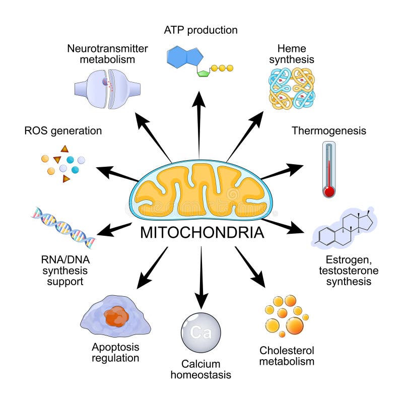 Omega 3 fatty acids will enhance mitochondria functions. Omega 3 fatty acids will enhance mitochondria functions.