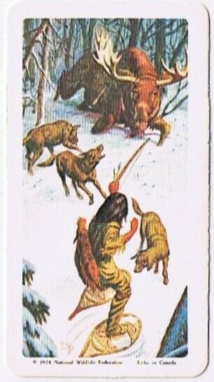 Northern Indian hunting a large moose for its saturated fats. Northern Indian hunting a large moose for its saturated fats.