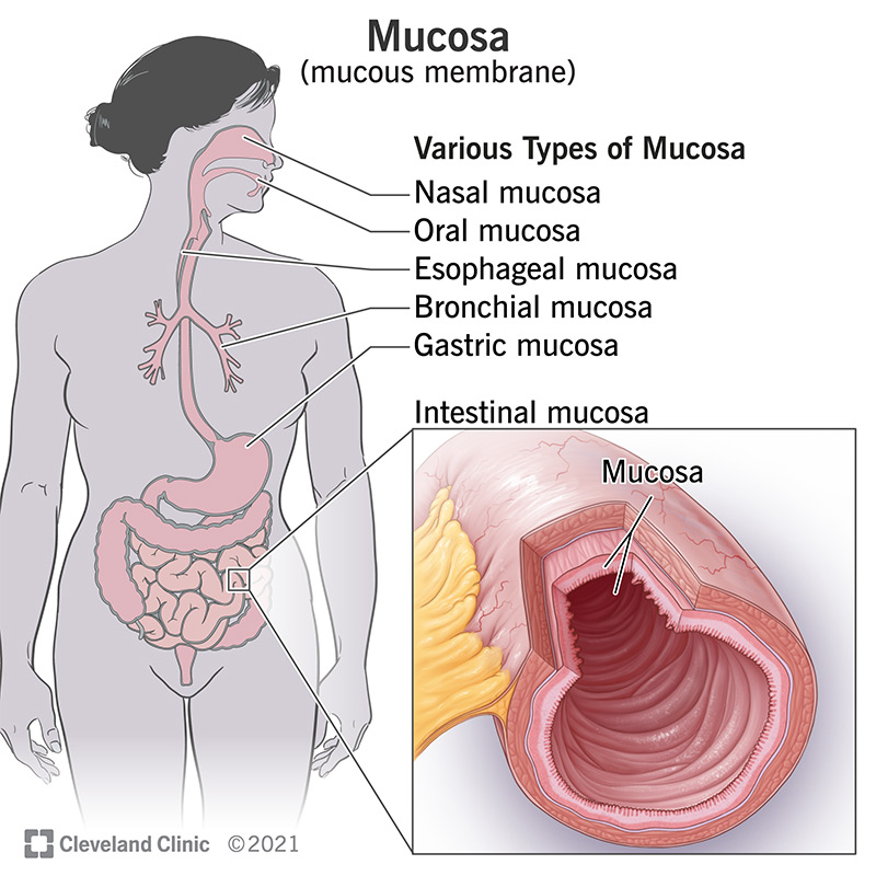 The intestinal mucosa.