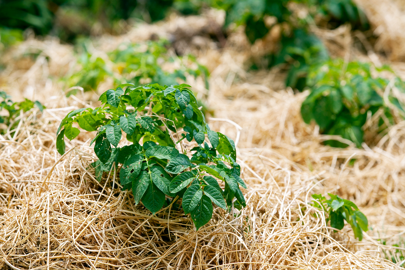 Mulching tomato plants.