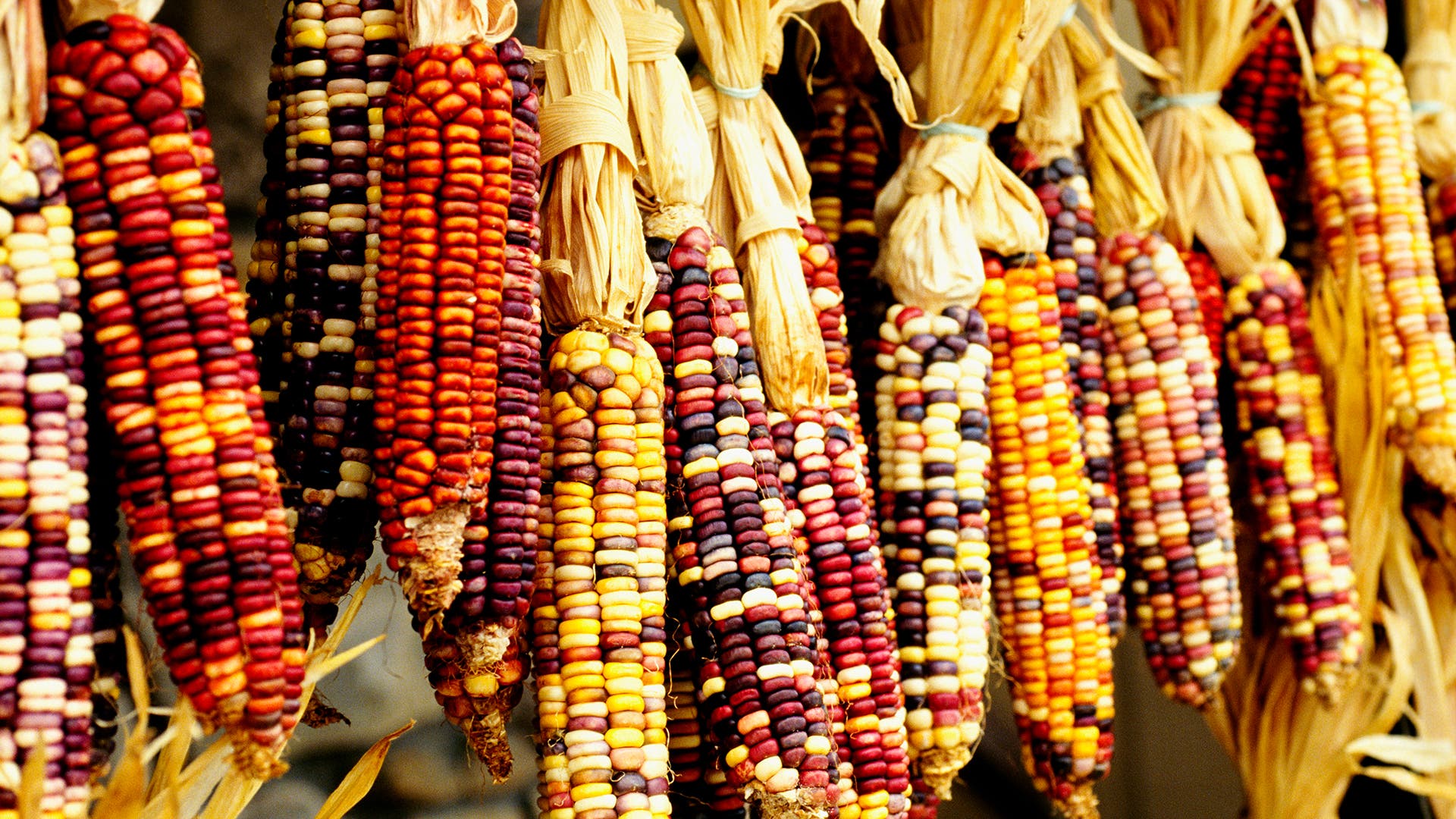 Properly prepared corn was eaten by the American Indians. Properly prepared corn was eaten by the American Indians.