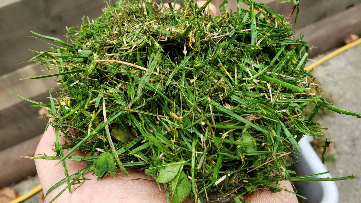 Fresh cut green material.