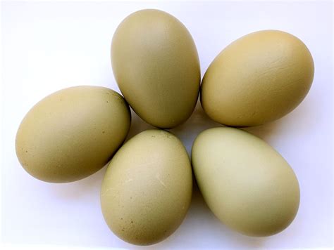 Olive Eggers eggs come in different hues. Olive Eggers eggs come in different hues.