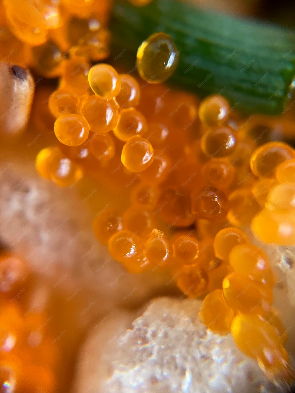 Fish eggs are a great source of sacred fats. Fish eggs are a great source of sacred fats.