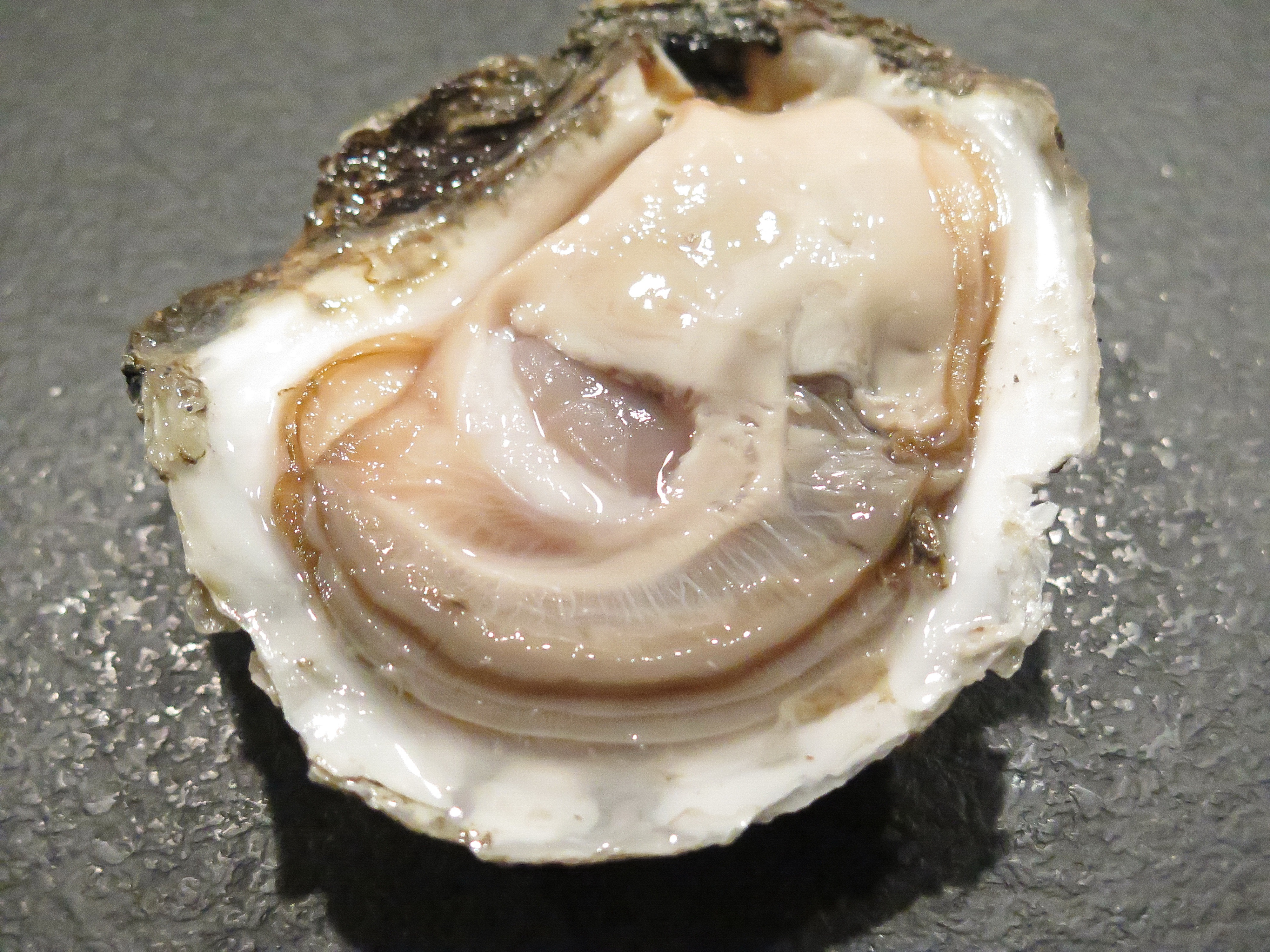 A healthy looking oyster.