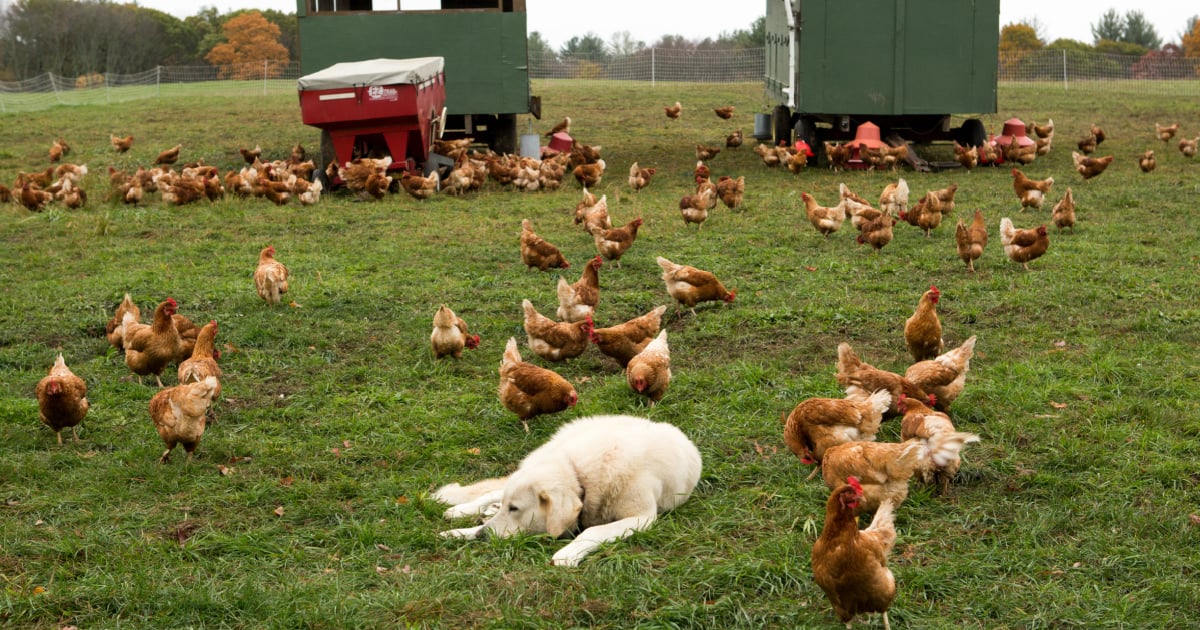 Pastured chickens and guardian dog.