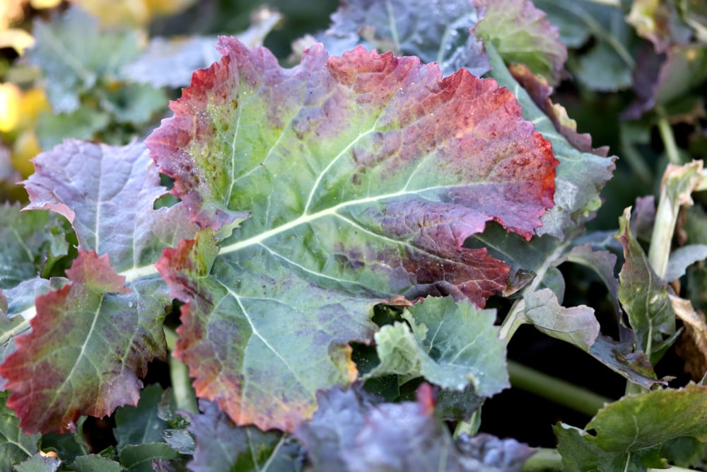 Plant with phosphorus deficiency.