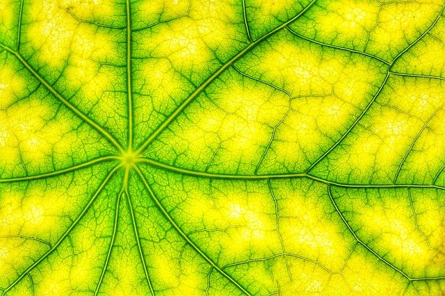 Photosynthesis captures light energy to sustain life on this planet.