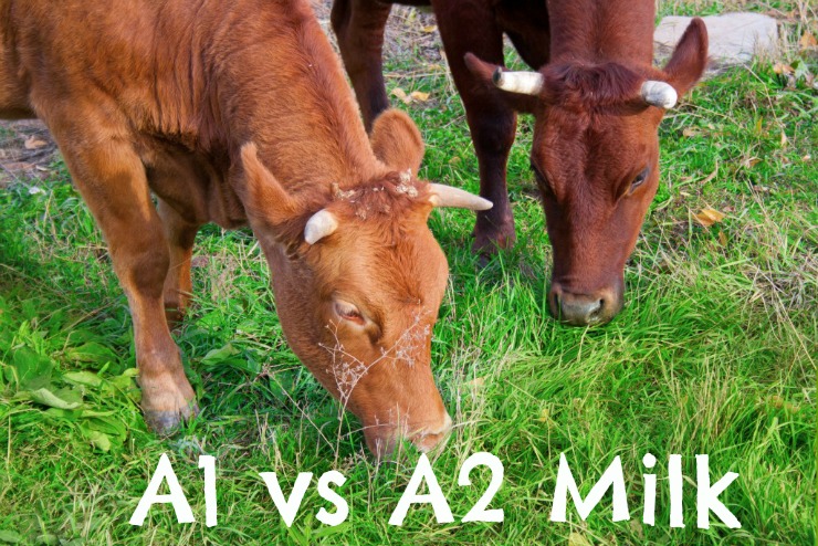 A1 versus A2 milk.