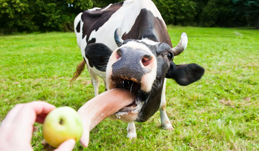 A cow wanting to eat an apple.