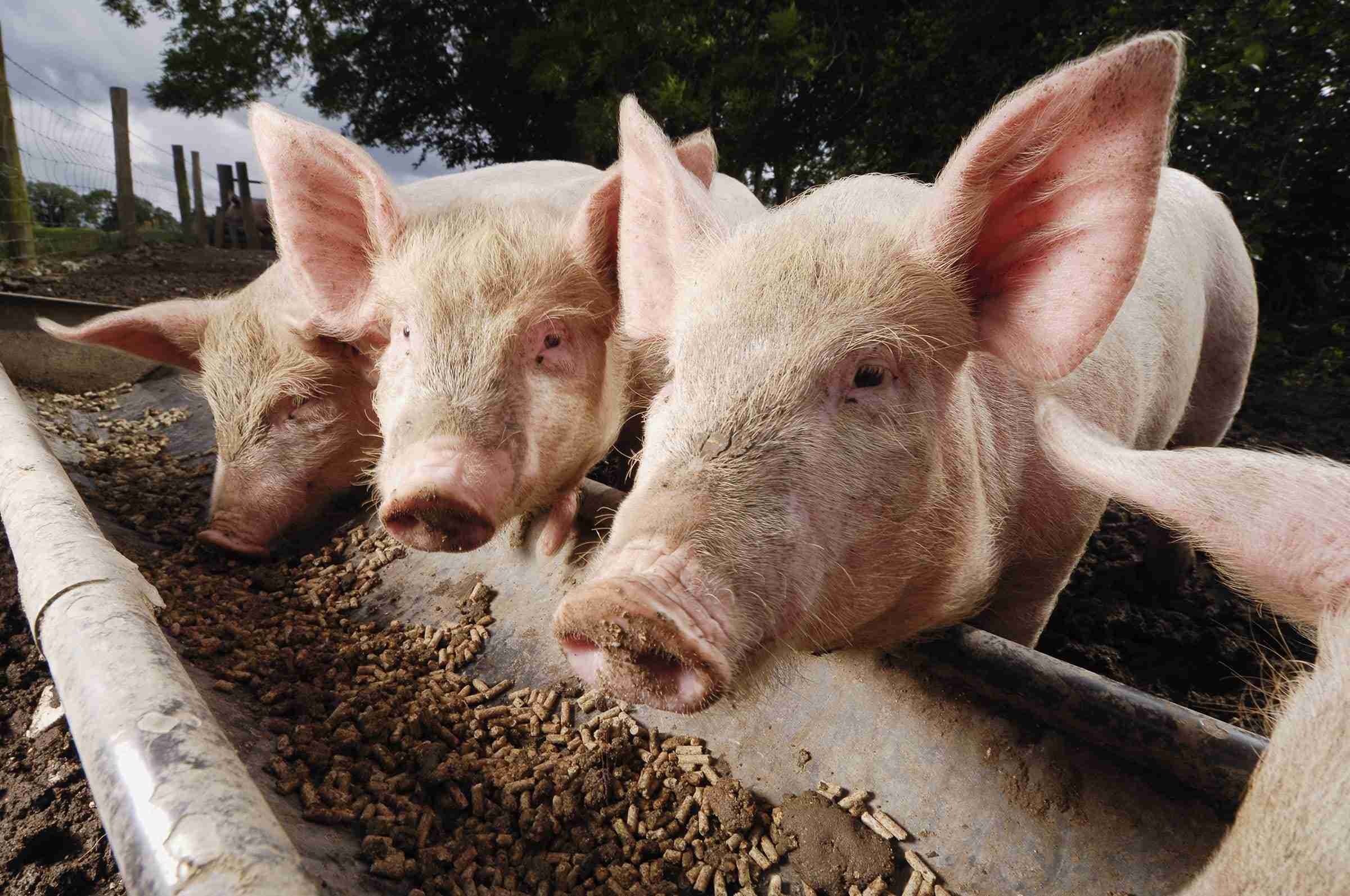 Pork meat is probably the highest in deuterium. Pork meat is probably the highest in deuterium.