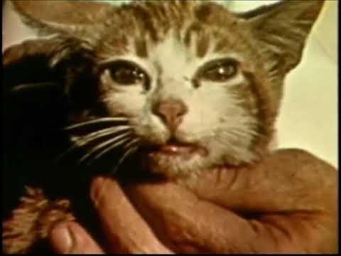 A cat in the Pottenger's cat study fed cooked foods.