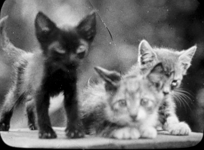 Pottenger's cooked food diet kittens.