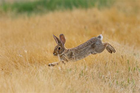 Consuming only rabbit meat will lead to rabbit starvation. Consuming only rabbit meat will lead to rabbit starvation.